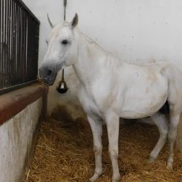 Bábolna Nemzeti Ménesbirtok Bábolna - Egyéb