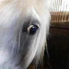 Bábolna Nemzeti Ménesbirtok Bábolna - 