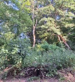 Badányi malom öreg kőrisfája