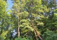 Badányi malom öreg kőrisfája Somogyfajsz