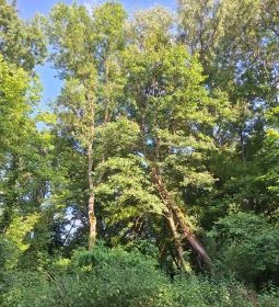 Badányi malom öreg kőrisfája