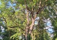 Badányi malom öreg kőrisfája Somogyfajsz