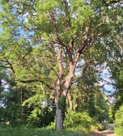 Badányi malom öreg kőrisfája