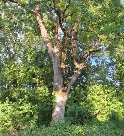 259. legjobb látnivaló: Badányi malom öreg kőrisfája