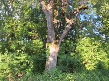 Badányi malom öreg kőrisfája Somogyfajsz