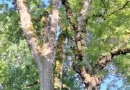 Badányi malom öreg kőrisfája Somogyfajsz