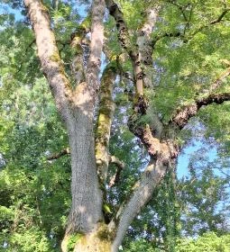 Badányi malom öreg kőrisfája