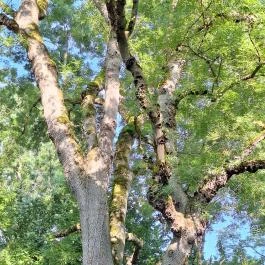 Badányi malom öreg kőrisfája Somogyfajsz - Külső kép