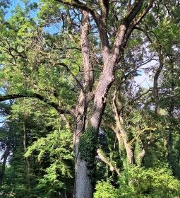 Badányi malom öreg kőrisfája