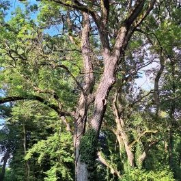 Badányi malom öreg kőrisfája Somogyfajsz - Külső kép