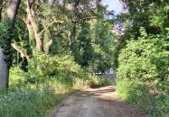 Badányi malom öreg kőrisfája Somogyfajsz