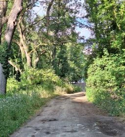 Badányi malom öreg kőrisfája