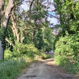 Badányi malom öreg kőrisfája Somogyfajsz - Külső kép
