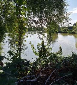 Bajcsi Halásztanya Étterem