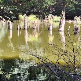 Bakonyi Gyilkos-tó Ugod - Külső kép