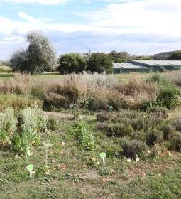 Villa Romana Baláca római villagazdaság