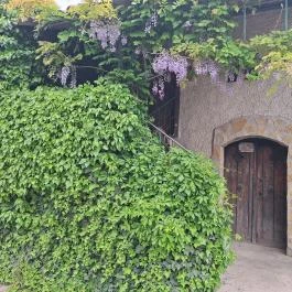 Balatonfőkajári Pincesor, Balatonf?kajár - Egyéb