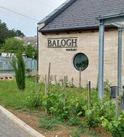 Balogh Pincészet