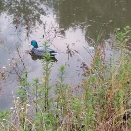 Barackos Vendégház, Biharugra - Medence/kert