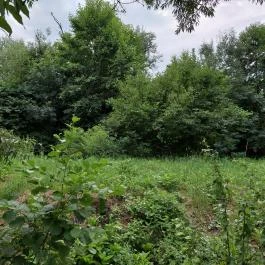 Barackos Vendégház, Biharugra - Medence/kert