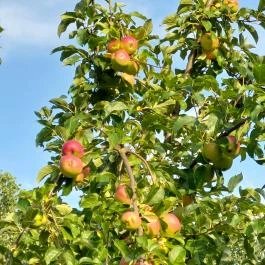 Barackos Vendégház, Biharugra - Egyéb