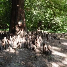 Barangoló - Kastélypark tanösvény Martonvásár - Külső kép