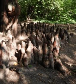 Barangoló - Kastélypark tanösvény