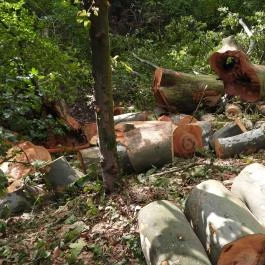 Barangoló - Kastélypark tanösvény Martonvásár - Egyéb