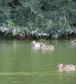 Barangoló - Kastélypark tanösvény