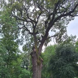 Basa fa Nagykőrös - Külső kép