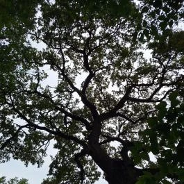 Basa fa Nagykőrös - Külső kép