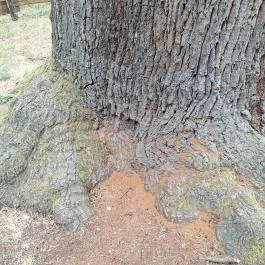 Basa fa Nagykőrös - Egyéb