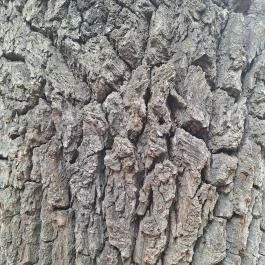 Basa fa Nagykőrös - Egyéb