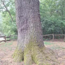Basa fa Nagykőrös - Egyéb