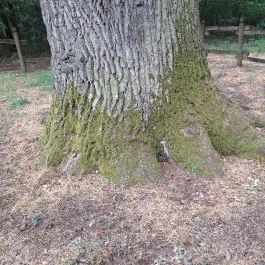 Basa fa Nagykőrös - Egyéb