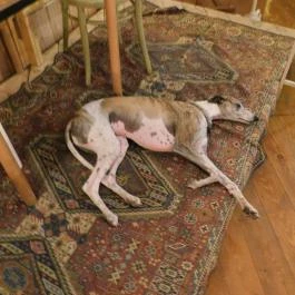 BÉLA - Bár, Étterem, Lakás, Arborétum Budapest - Belső