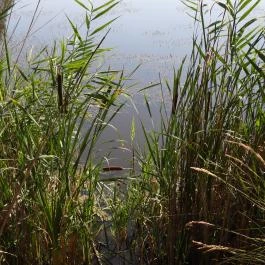 Bihari Madárvárta, Biharugra - Egyéb