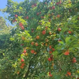 Bihari Madárvárta, Biharugra - Egyéb