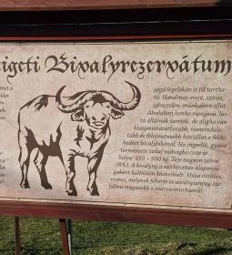 10. legjobb látnivaló: Bivalyrezervátum