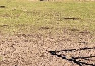 Bivalyrezervátum Szécsisziget