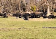 Bivalyrezervátum Szécsisziget