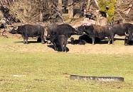 Bivalyrezervátum Szécsisziget