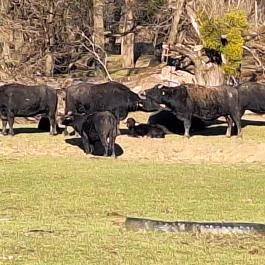 Bivalyrezervátum, Szécsisziget - Külső kép