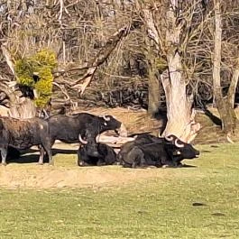 Bivalyrezervátum, Szécsisziget - Külső kép