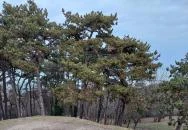 Boldogasszony sugárzó Hold oltára Balatonboglár