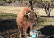 Bölényrezervátum Szalafő