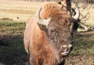 Bölényrezervátum Szalafő