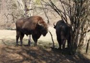 Bölényrezervátum Szalafő