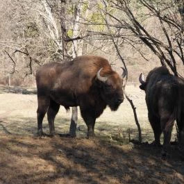 Bölényrezervátum, Szalafő - Egyéb