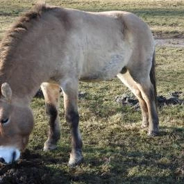 Bölényrezervátum, Szalafő - Egyéb